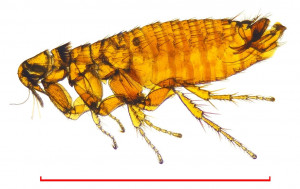 Palaeopsylla.jpg