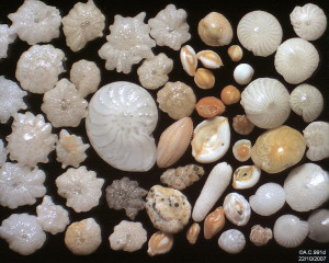 1280px-F oraminifères_de_Ngapali.jpg