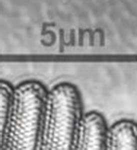 Pinnularia sp 185nяm dot spacing-pmn.jpg