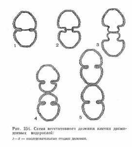 Из жизни растений.jpg