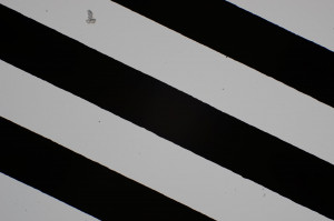 F200_20x.jpg