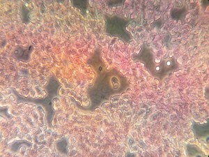 2013-03-17-642_4.jpg