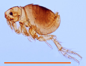 Echidnophaga gallinacea самец.jpg