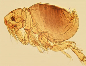 Echidnophaga gallinacea_male.jpg