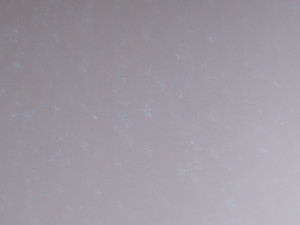 DSC08449_crop.JPG