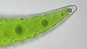 Клостериум( Closterium)копия.jpg
