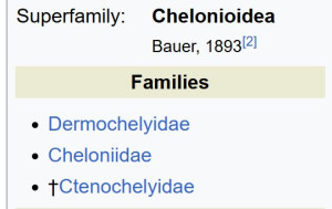 cheloni.jpg