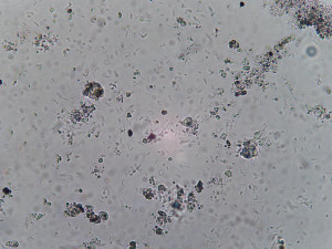 Bimam_Achro40x_BF__26-04-24_3.jpg