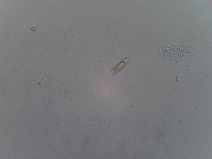 Bimam_Achro40x_BF__26-04-24_2.jpg