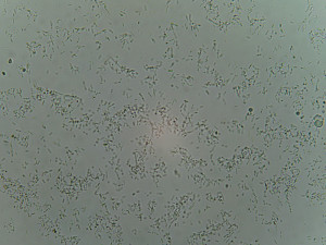 Bimam_Achro40x_BF__26-04-24.jpg