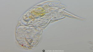 Коловратка  Nikon CFN Plan Apo 60X0.95 .jpg