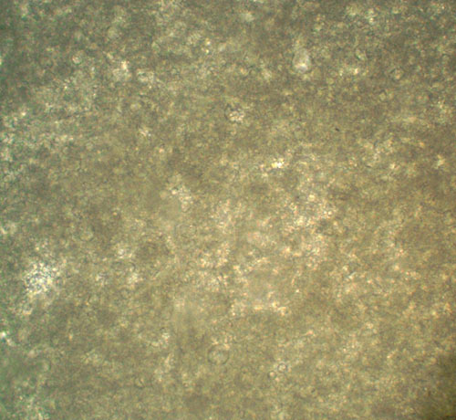 R4110065.jpg