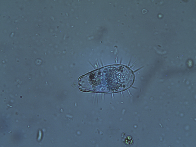 micro.jpg