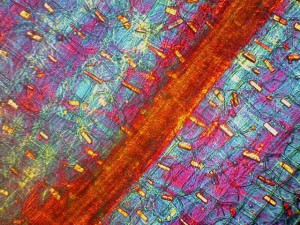 Biolam Pol 16.jpg