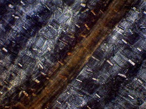 Biolam Pol 15.jpg