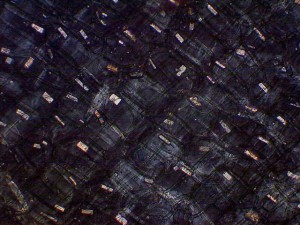 Biolam Pol 13.jpg