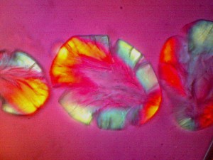 Biolam Pol 21.jpg