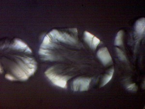 Biolam Pol 20.jpg
