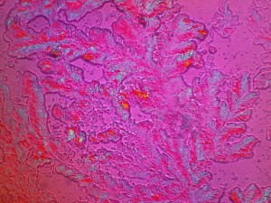 Biolam Pol 18.jpg