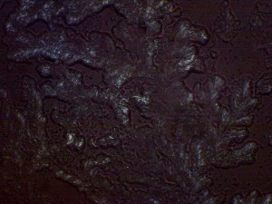 Biolam Pol 17.jpg