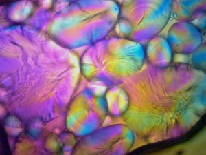 Biolam Pol 26.jpg