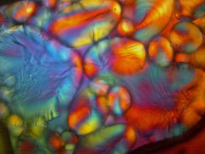 Biolam Pol 25.jpg