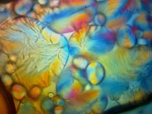 Biolam Pol 24.jpg