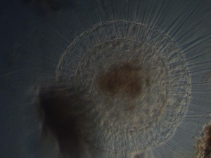 Zeiss 40x0.65 PH2.JPG