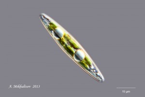 IMG_0514_800pcs.jpg