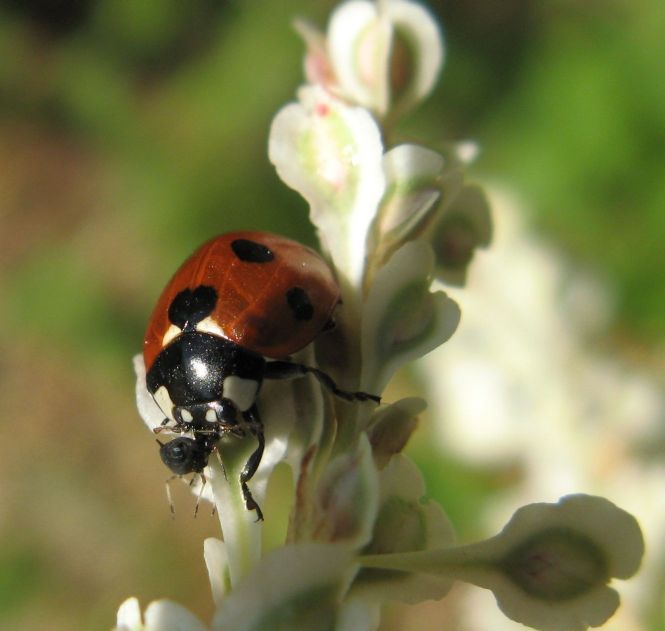 ladybird.jpg