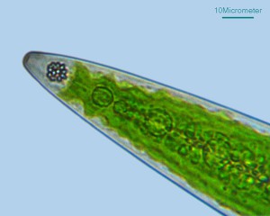Closterium-2с_for.jpg