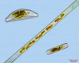 Diatom_line_III_for.jpg