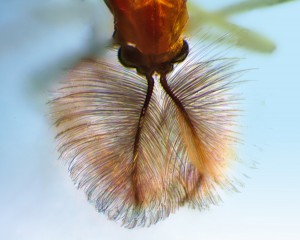 Antenna_for.jpg