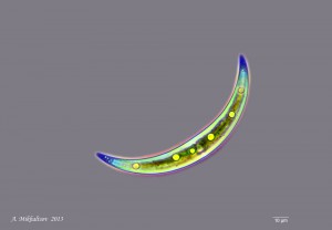 IMG_1481_1000cs.jpg