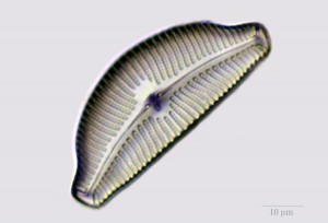 IMG_3292_900pcs.jpg