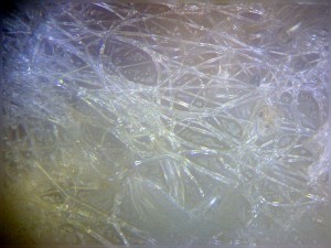 Biolam Pol 44.jpg