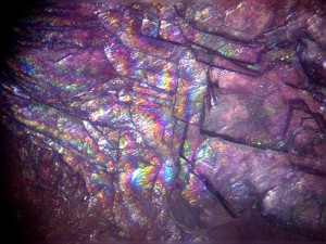 Biolam Pol 43.jpg