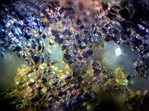 Biolam Pol 42.jpg
