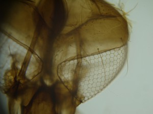 P1090166_4.jpg