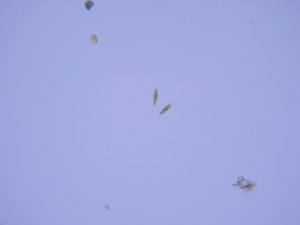 P1090201_1.jpg