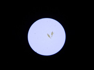 P1090210_1.jpg