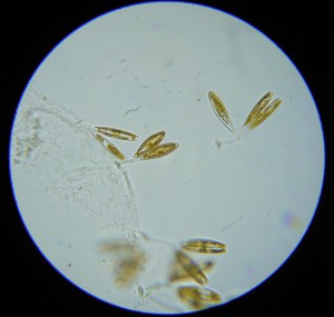 P1090480_1.jpg