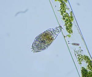 P1090484__2.jpg