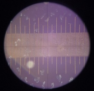 P1090547_1.jpg