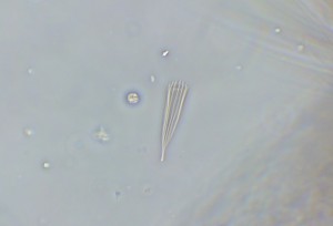 P1090726_1.jpg