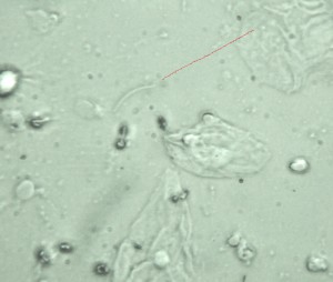 P1090813-1_2.jpg
