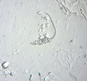 P1090834-1_1.jpg