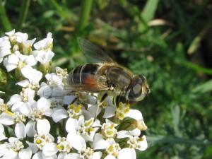 IMG_8184.jpg