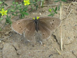 IMG_8196.jpg