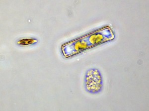 P1090930-1_1.jpg